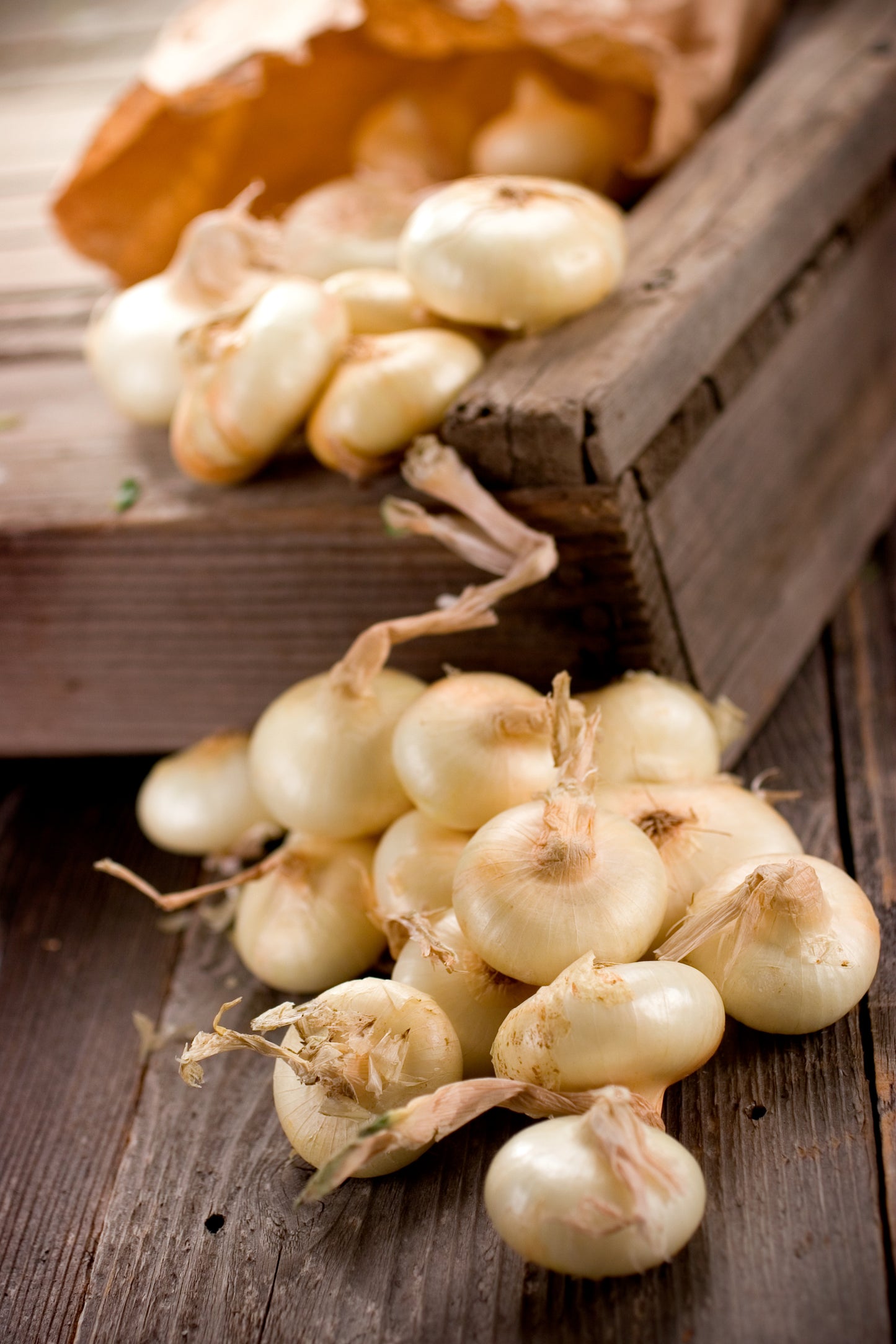Cippolini Sweet Onion