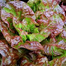 Red Butterhead lettuce