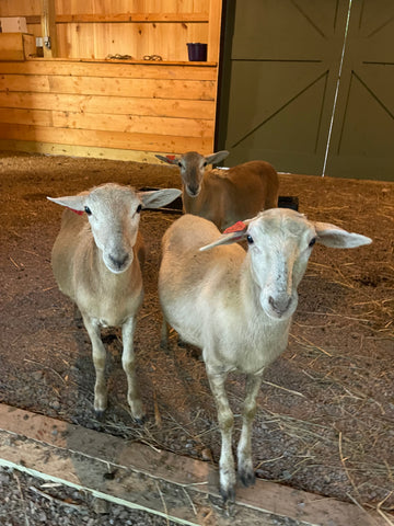 Sheep, Basil's cave & Barncats