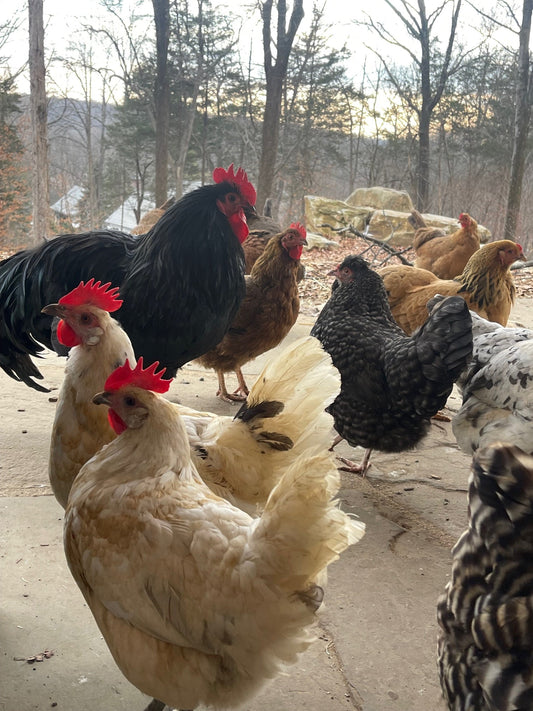 Winter Planning, Holiday Goodies, CSAs and Flower Subscriptions