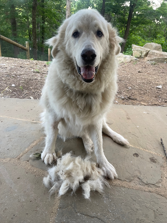 Summit, a New Shortbread Flavor & Basil has a Fur Baby
