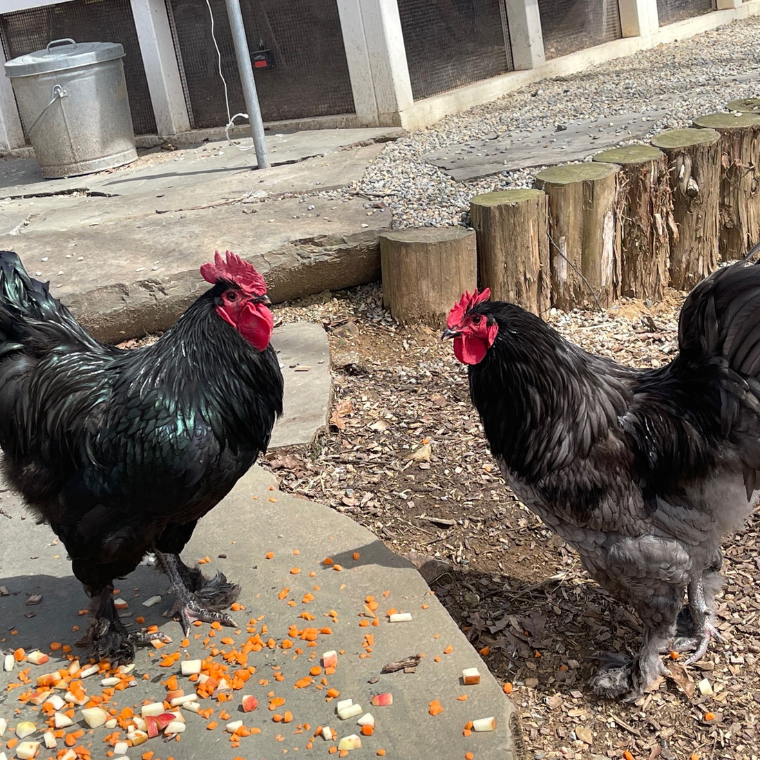 Farm Store Opening, Wednesday, April 3rd