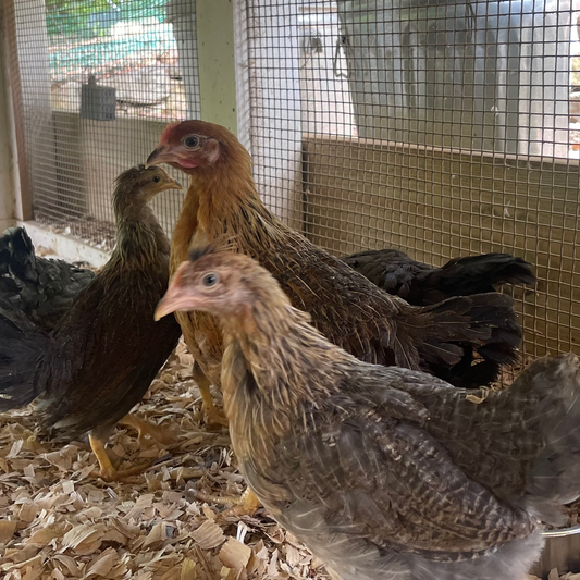 Pullets, Pop-up Farm Market, & Annual Farm Days event