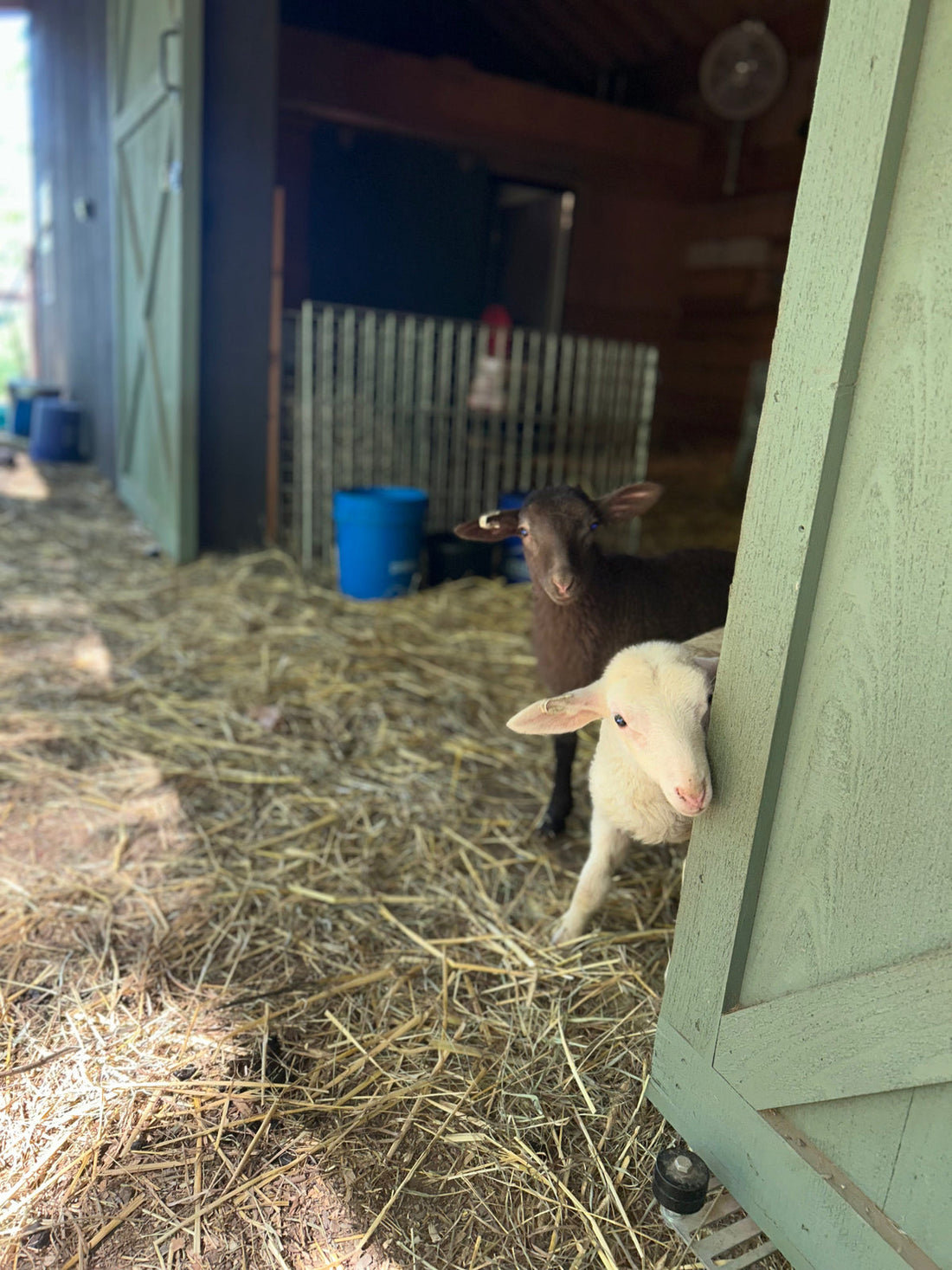 Lambs, Bees, Scones & Peace