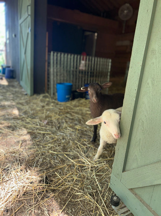 Lambs, Bees, Scones & Peace