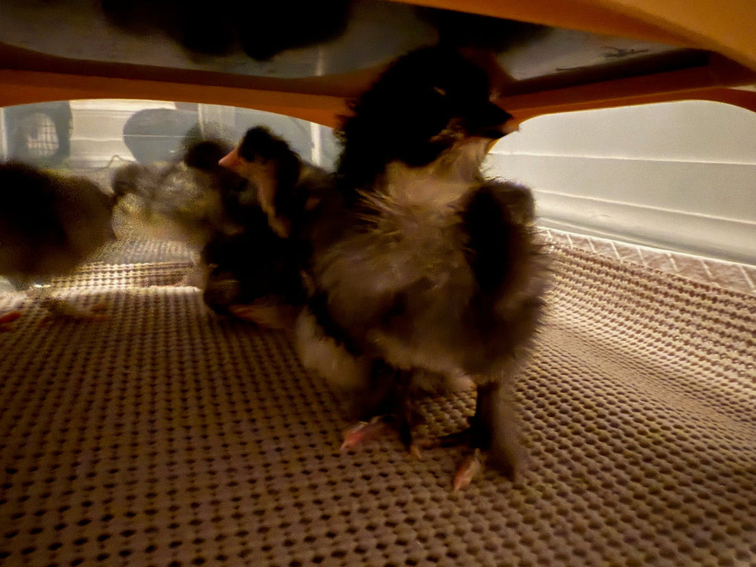 Chicks, Cookbooks, Upcoming events & Sheep