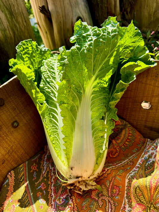 Napa Cabbage