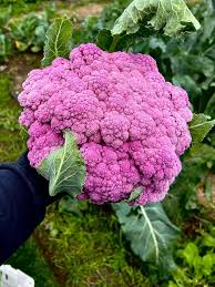 Purple Cauliflower