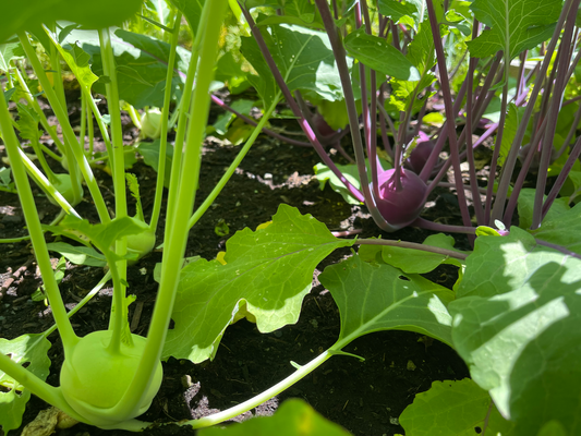 Kohlrabi