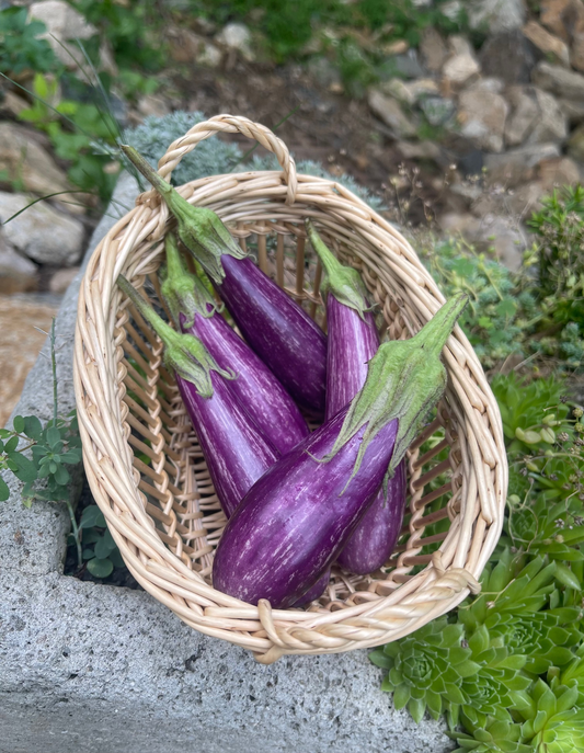 Fairy Tale Eggplant