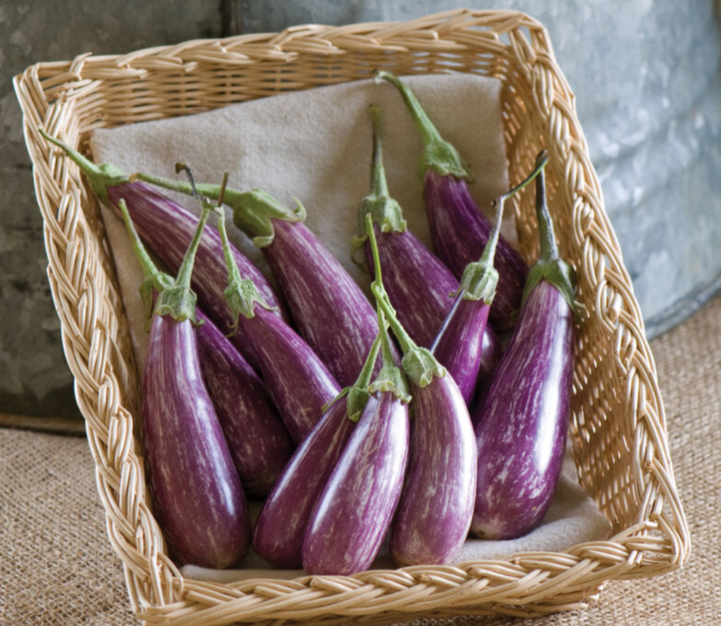 Eggplant - Fairy Tale PLANT